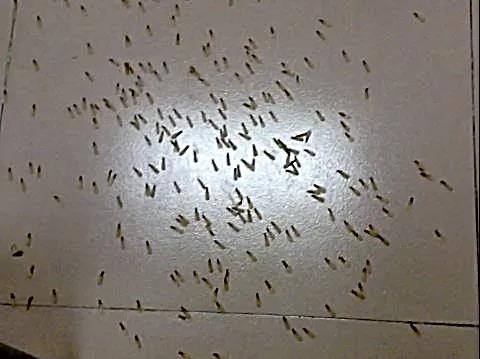 珠海白蟻防治 珠海白蟻防治