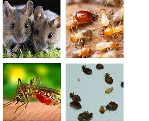 良井鎮(zhèn)消殺殺蟲(chóng)公司收費(fèi)多少錢【專業(yè)殺蟲(chóng)】